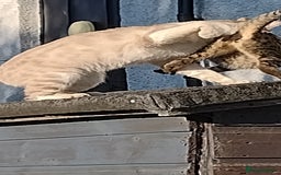Mixed Breed cats for sale: outdoor Alpha Tom  - Image 6