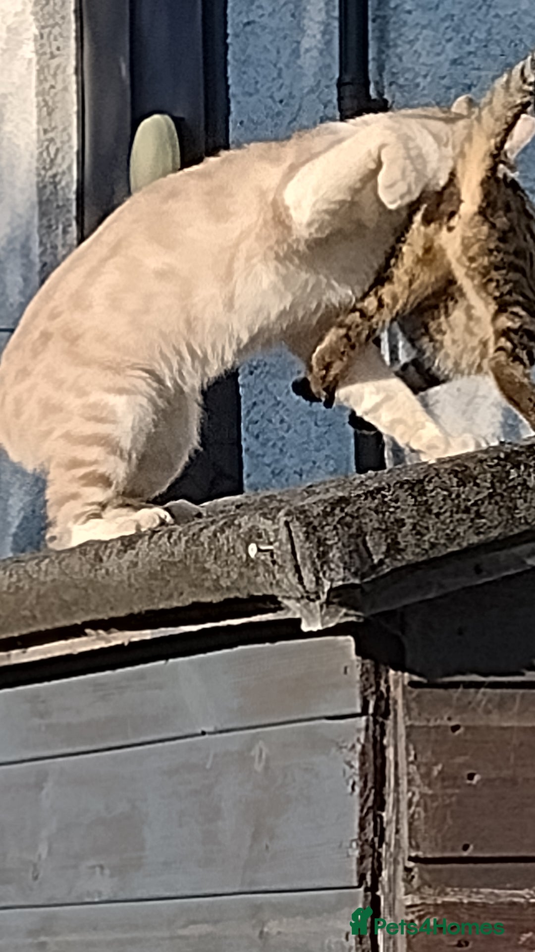 Mixed Breed cats for sale: outdoor Alpha Tom  - Image 6