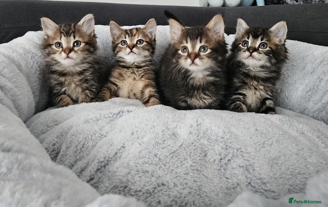 Mixed Breed cats for sale: MaineCoon x Ragdoll kittens - Advert 2