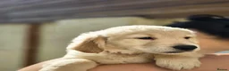 Golden Retriever dogs for sale: Golden retrievers pure breed. - Advert 14