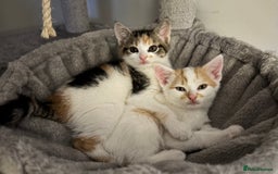 Domestic Shorthair cats for sale: Sweet, Playful Kittens Ready for Loving Homes 🐱 - Image 24