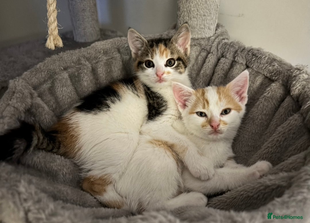 Domestic Shorthair cats for sale: Sweet, Playful Kittens Ready for Loving Homes 🐱 - Image 24