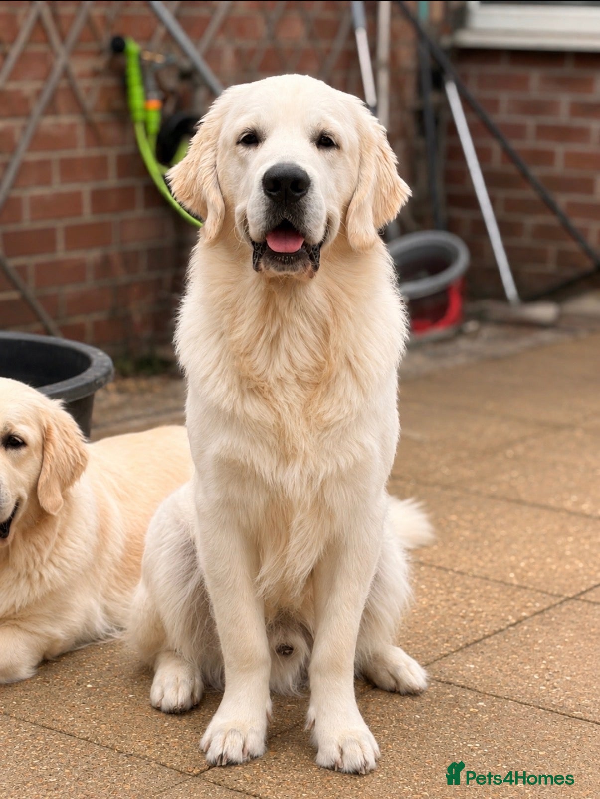 Golden Retriever dogs 11 month old golden retriever male - Advert 3