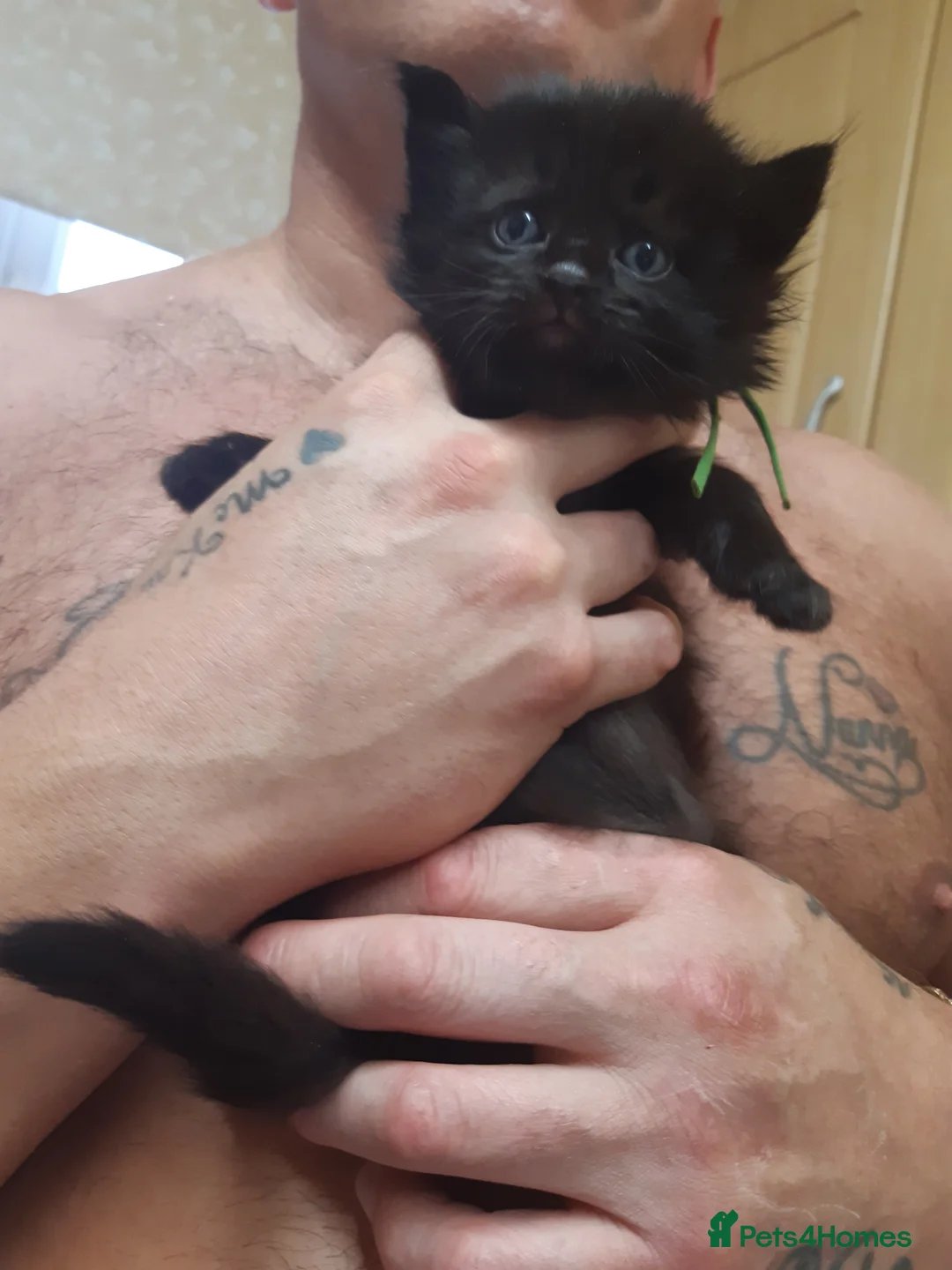 Ragdoll cats for sale: Black fluffy ragdoll x domestic kittens  - Advert 4