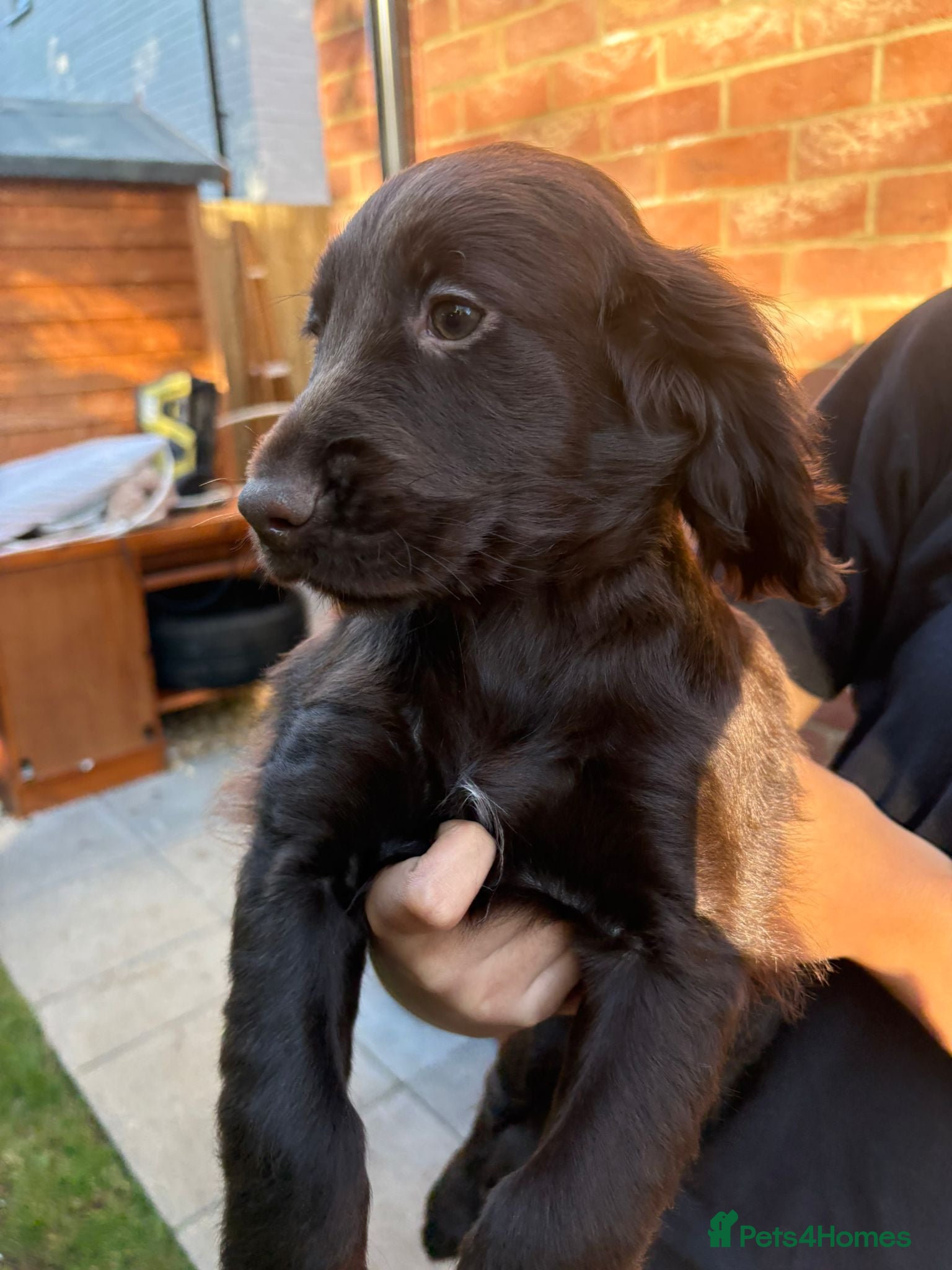 Cocker Spaniel dogs Beautiful Cocker Spaniel Pups - Advert 1