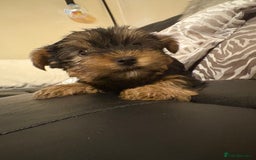 Yorkshire Terrier dogs for sale: Tiny Yorkshire Terriers for sale - Image 7