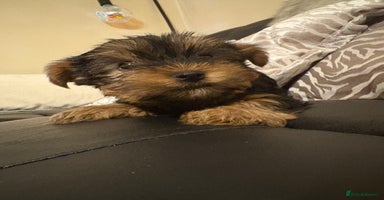 Yorkshire Terrier dogs Tiny Yorkshire Terriers for sale - Advert 6