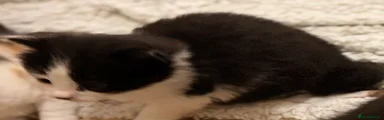 kitten 4