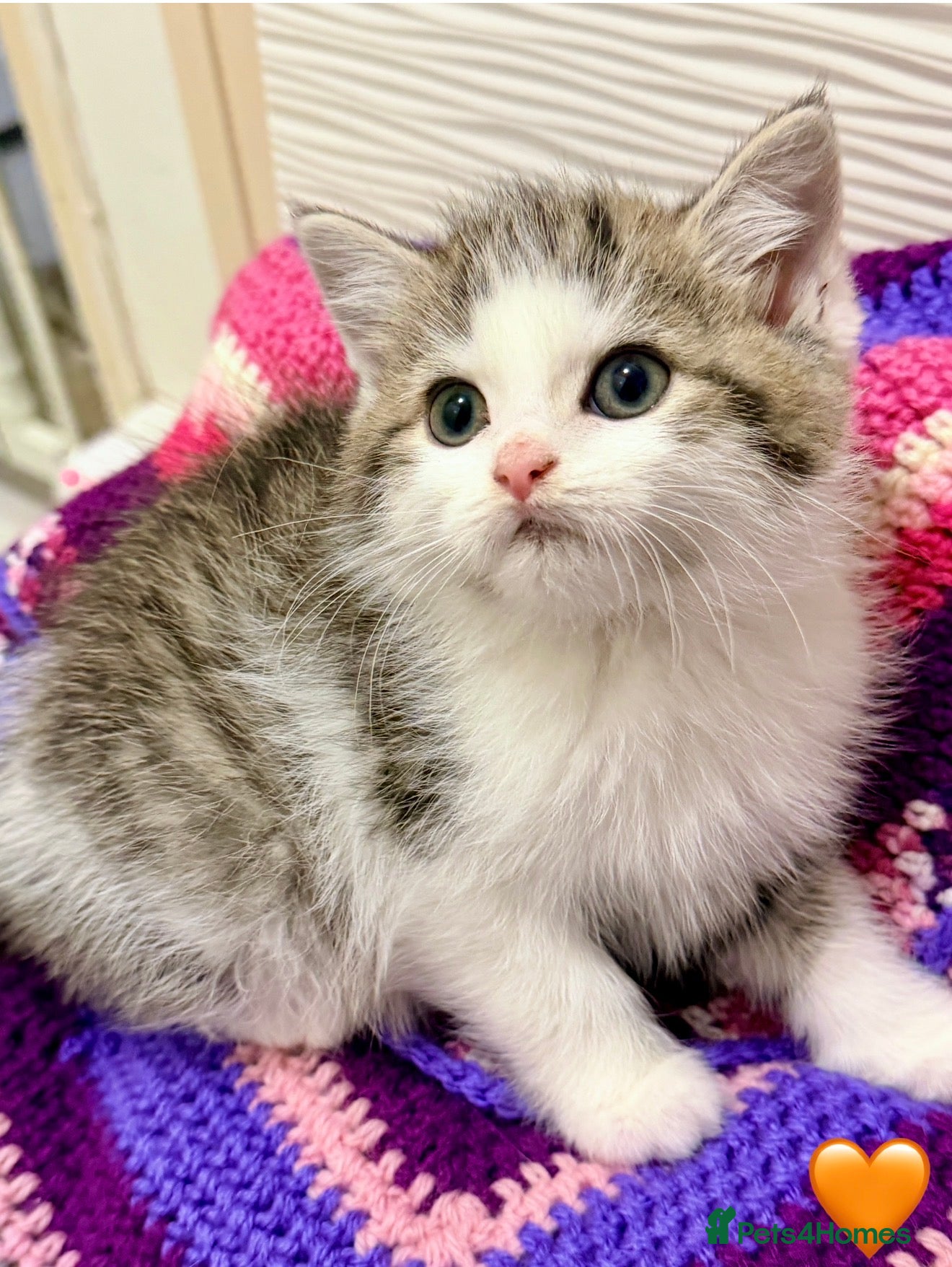 Mixed Breed cats 💖 MAINE COON X RAGDOLL *PARENTS HEALTH TESTED* 💖 - Advert 8