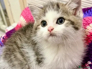 Mixed Breed cats 💖 MAINE COON X RAGDOLL *PARENTS HEALTH TESTED* 💖 - Advert 9