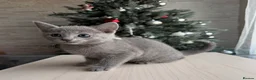Russian Blue cats for sale: Russian blue TICA registered kittens  - Advert 7