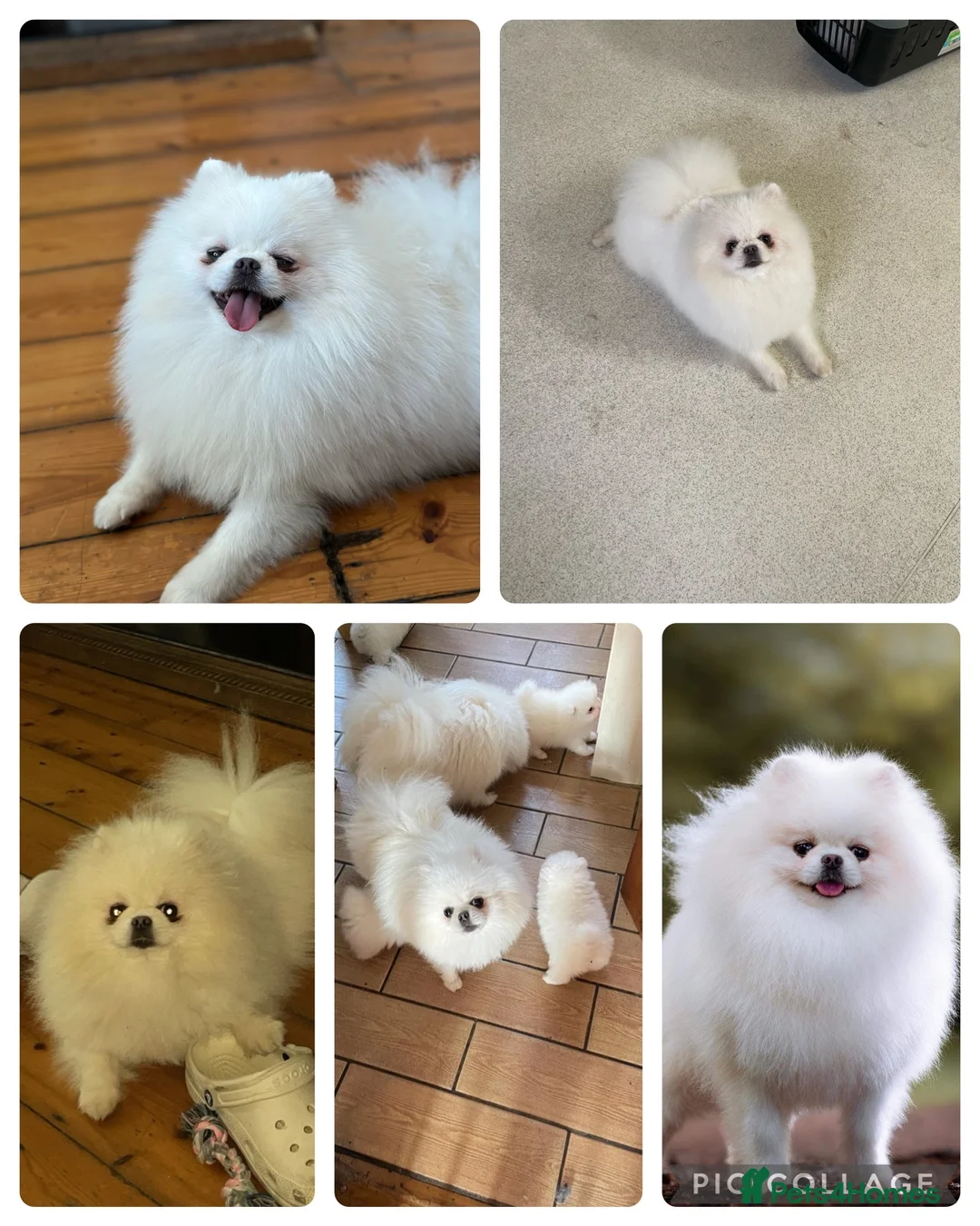 Pomeranian dogs for stud: For stud beautiful pure white Pomeranian in Leeds - Advert 7