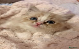Ragdoll cats for sale: Cherubim Ragdoll Kittens TICA Mink Lynx - Image 5
