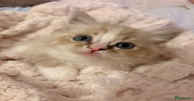 Ragdoll cats - Advert 16
