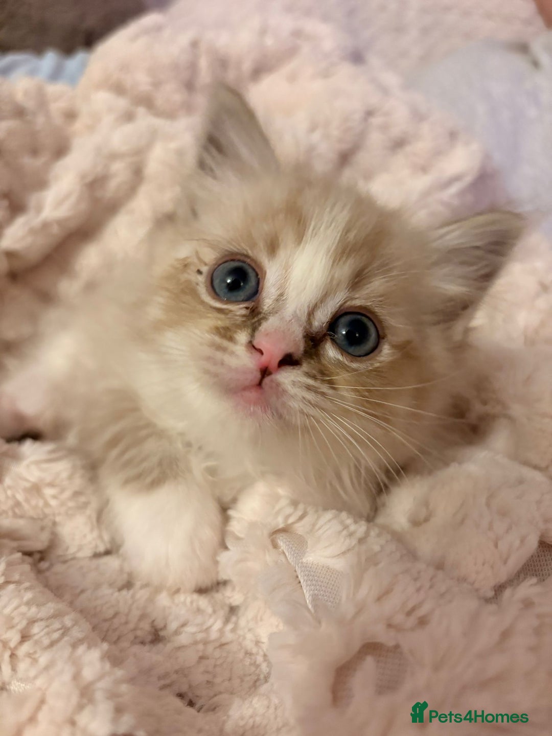 Ragdoll cats for sale: Cherubim Ragdoll Kittens TICA Mink Lynx - Image 5