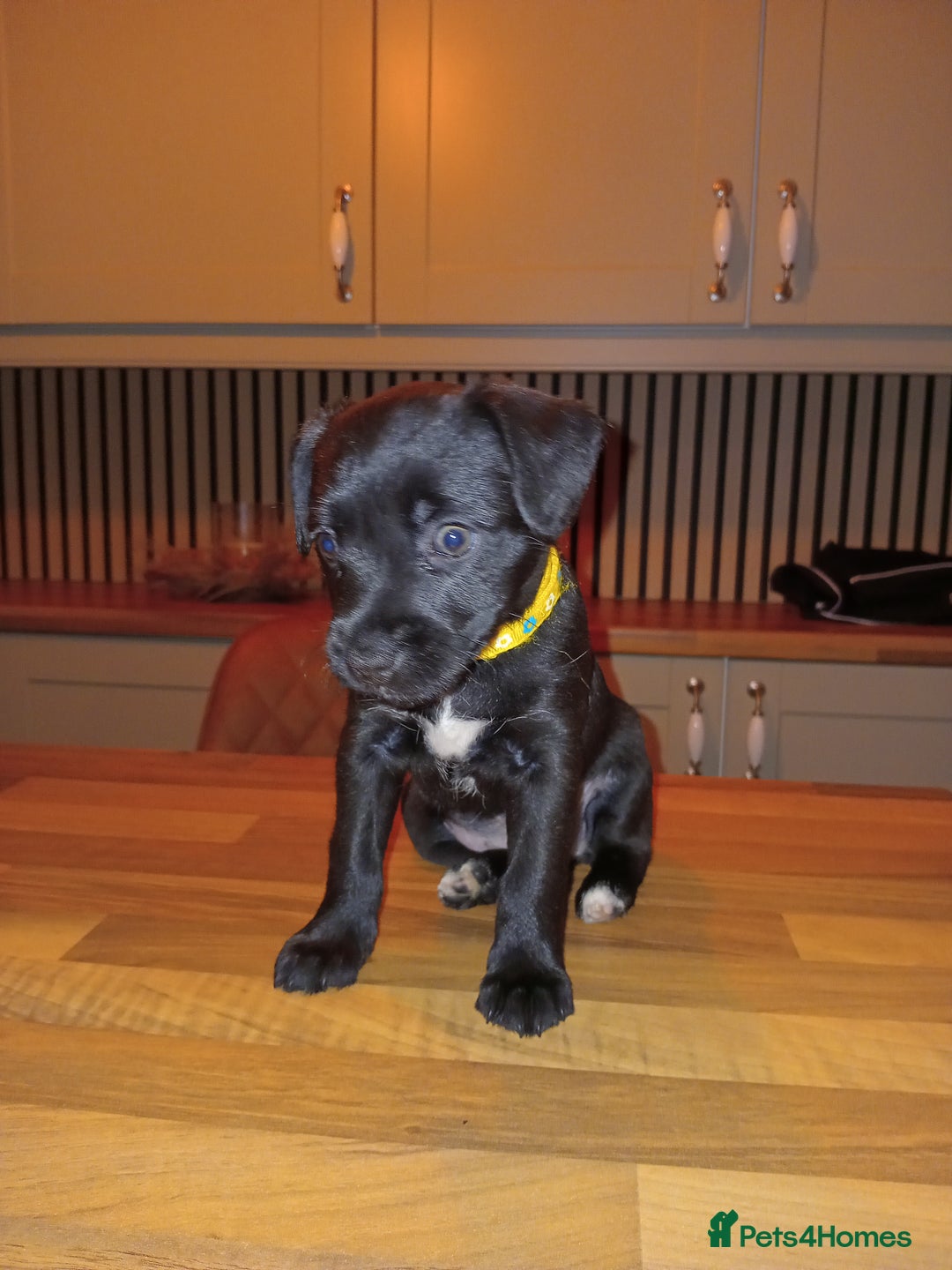 Patterdale Terrier dogs for sale: Nuttall and brae buck patterdale Terrier pups  - Advert 4