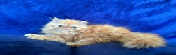 Persian cats for stud: GCCF brother's for stud!!  - Advert 16