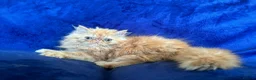 Persian cats for stud: GCCF brother's for stud!!  - Advert 16