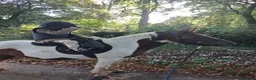 Dartmoor horses for sale: Cracking kids lead rain or 2nd pony. Hunting pony in Sidmouth - Advert 4