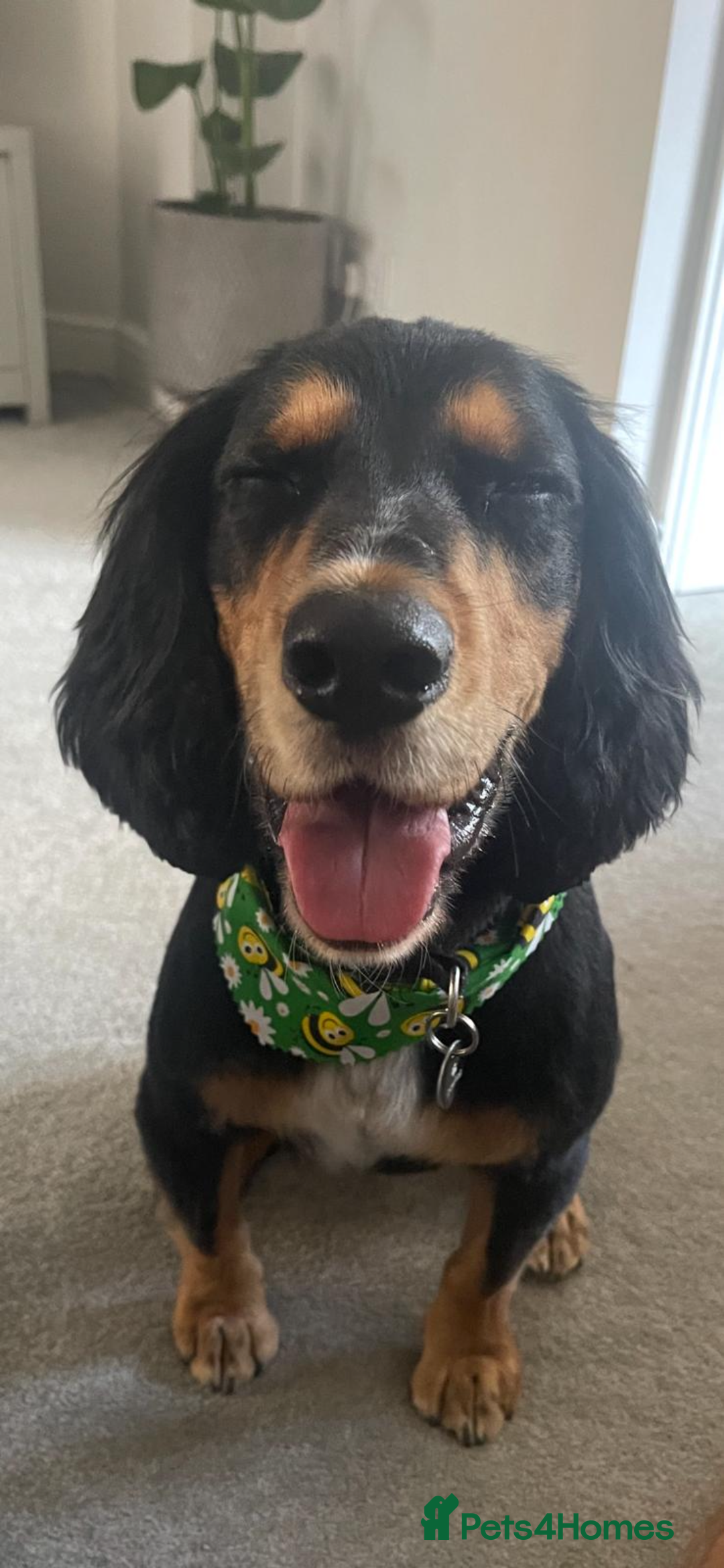 Cocker Spaniel dogs for sale: 2 year old working cocker spaniel - Advert 12