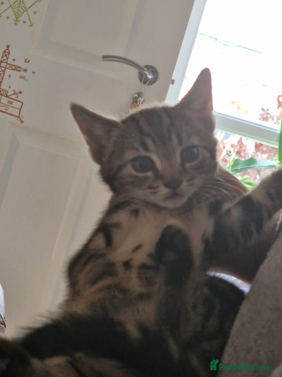 Mixed Breed cats for sale: Kittens - Image 9
