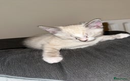 Siamese cats for sale: Beautiful blue eyed baby  - Image 3