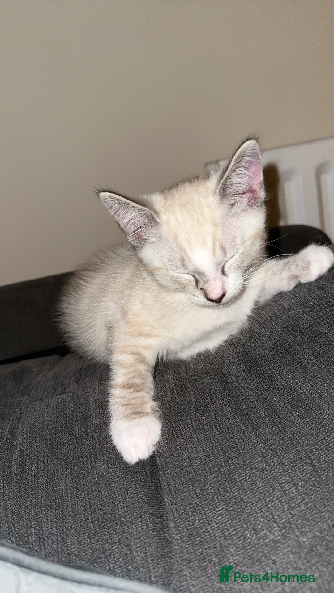 Siamese cats for sale: Beautiful blue eyed baby  - Image 3