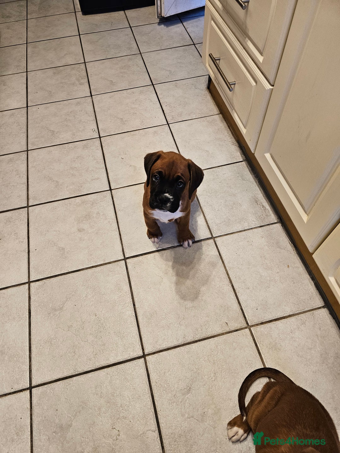 Boxer dogs for sale: BOXER PUPPIES FOR SALE  - Image 23