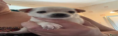 Chihuahua 2