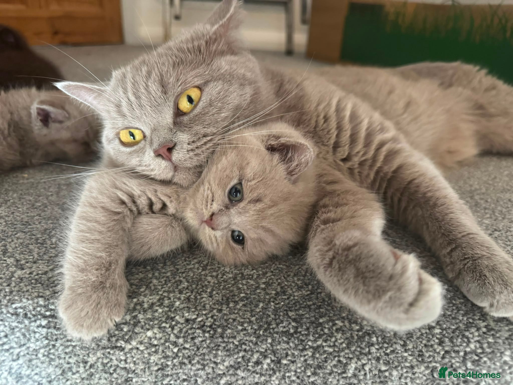British Shorthair cats 2 x British Shorthair Kittens  - Advert 3