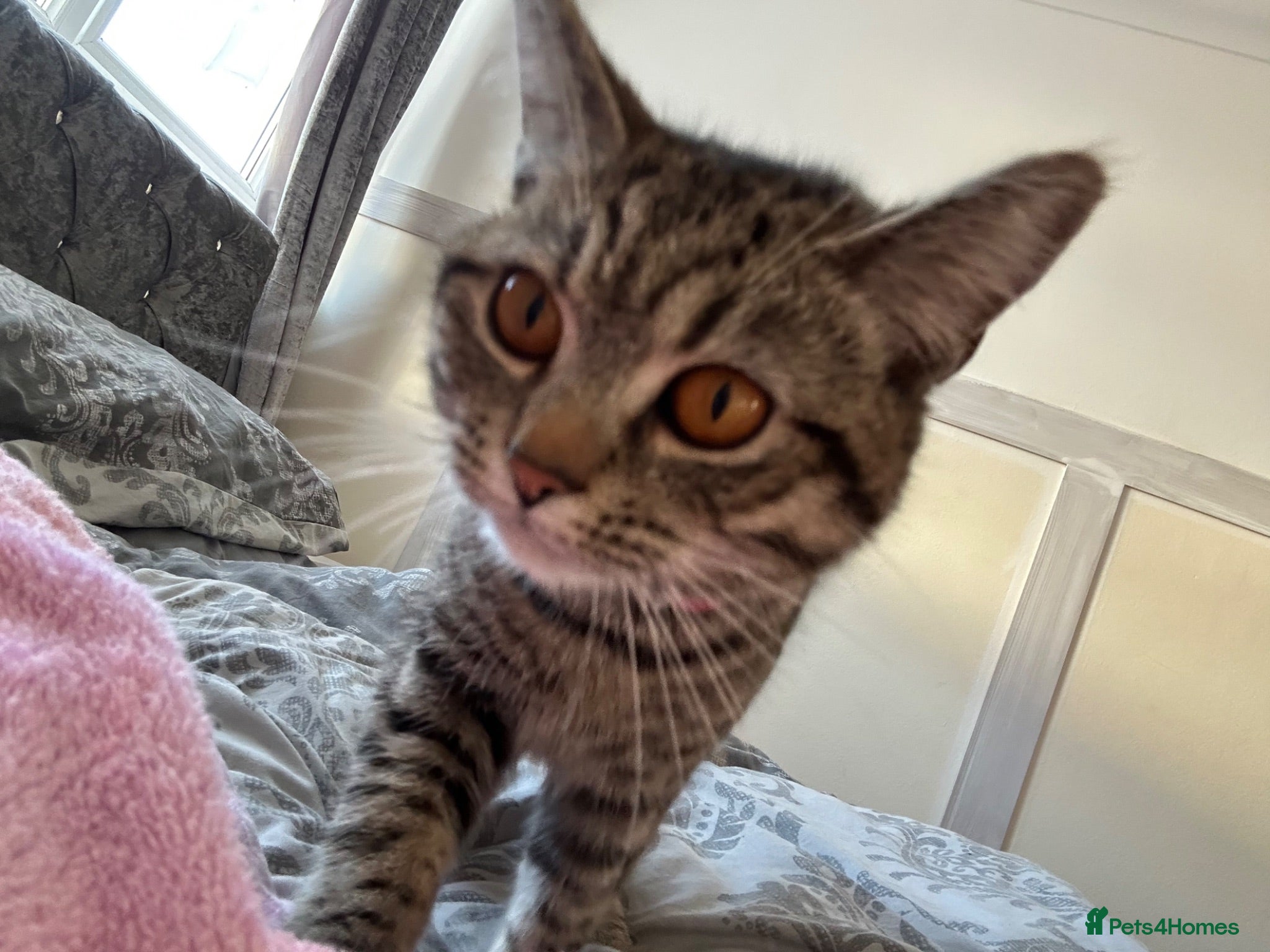 Mixed Breed cats 2 black males and 1 tabby female  - Advert 3