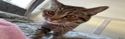 Mixed Breed cats for sale: 2 black males and 1 tabby female  in Basildon - Advert 1