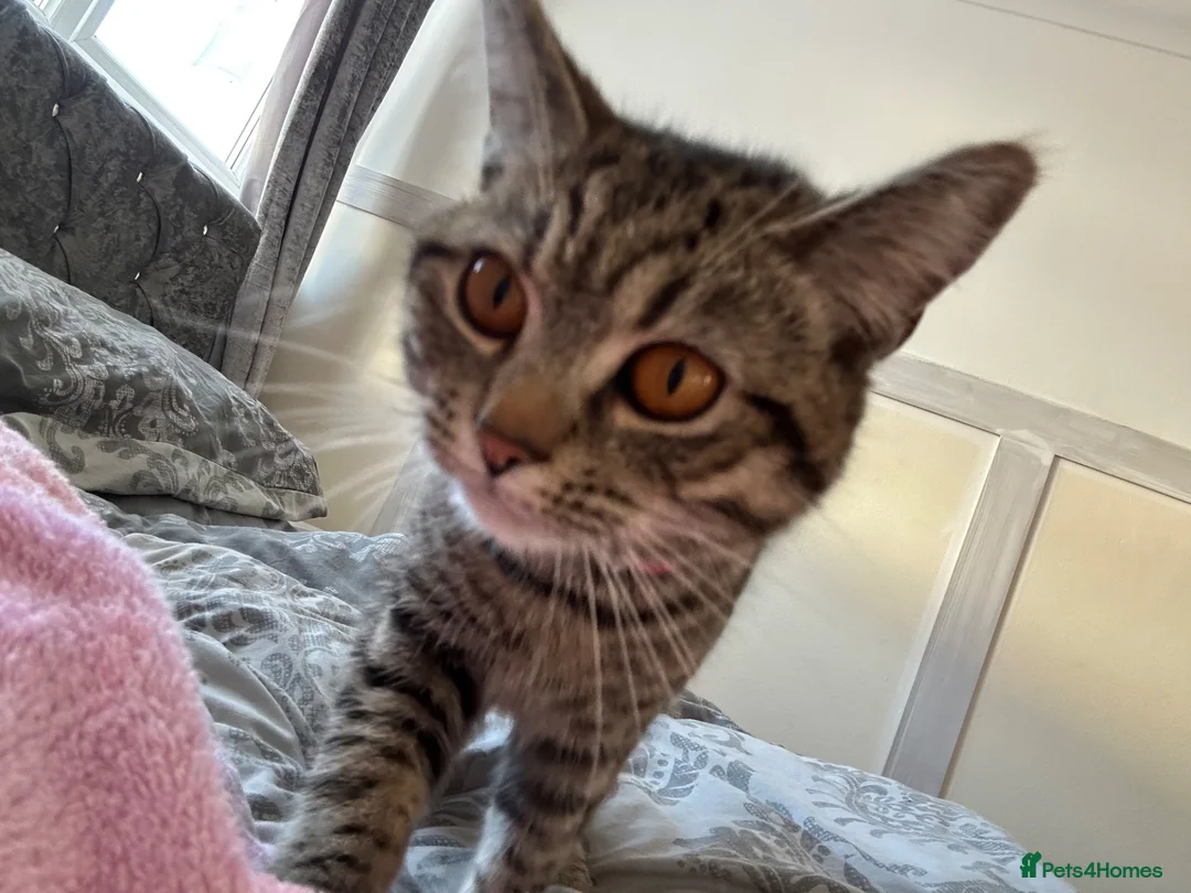 Mixed Breed cats for sale: 2 black males and 1 tabby female  in Basildon - Advert 1