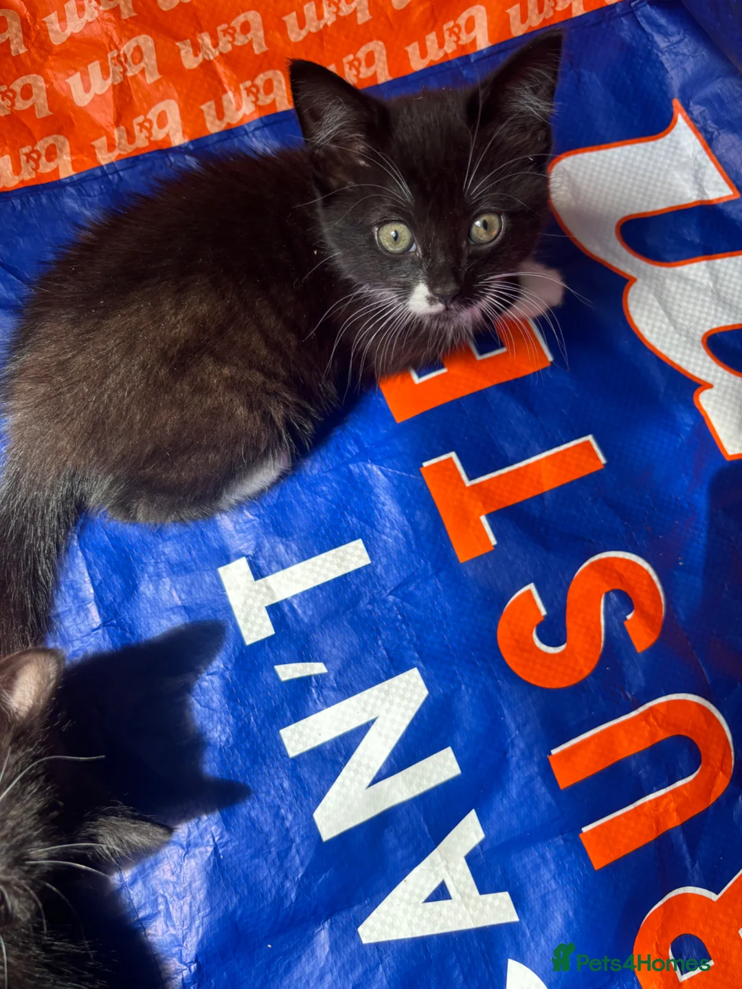 Mixed Breed cats for sale: Beautiful Kittens Ready for Loving Homes - Advert 2
