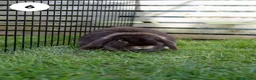 Lionhead rabbits for sale: Lionheads & Minilops - 6 Rabbits Looking for Homes - Advert 12