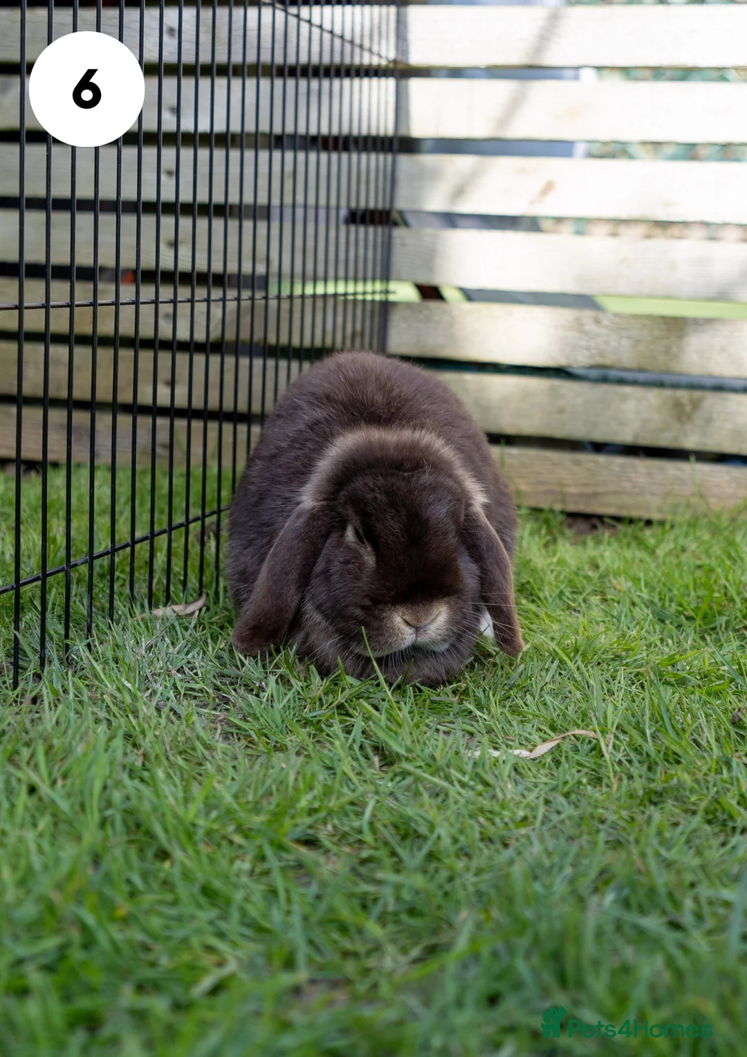 Lionhead rabbits for sale: Lionheads & Minilops - 4 Rabbits Looking for Homes - Advert 10