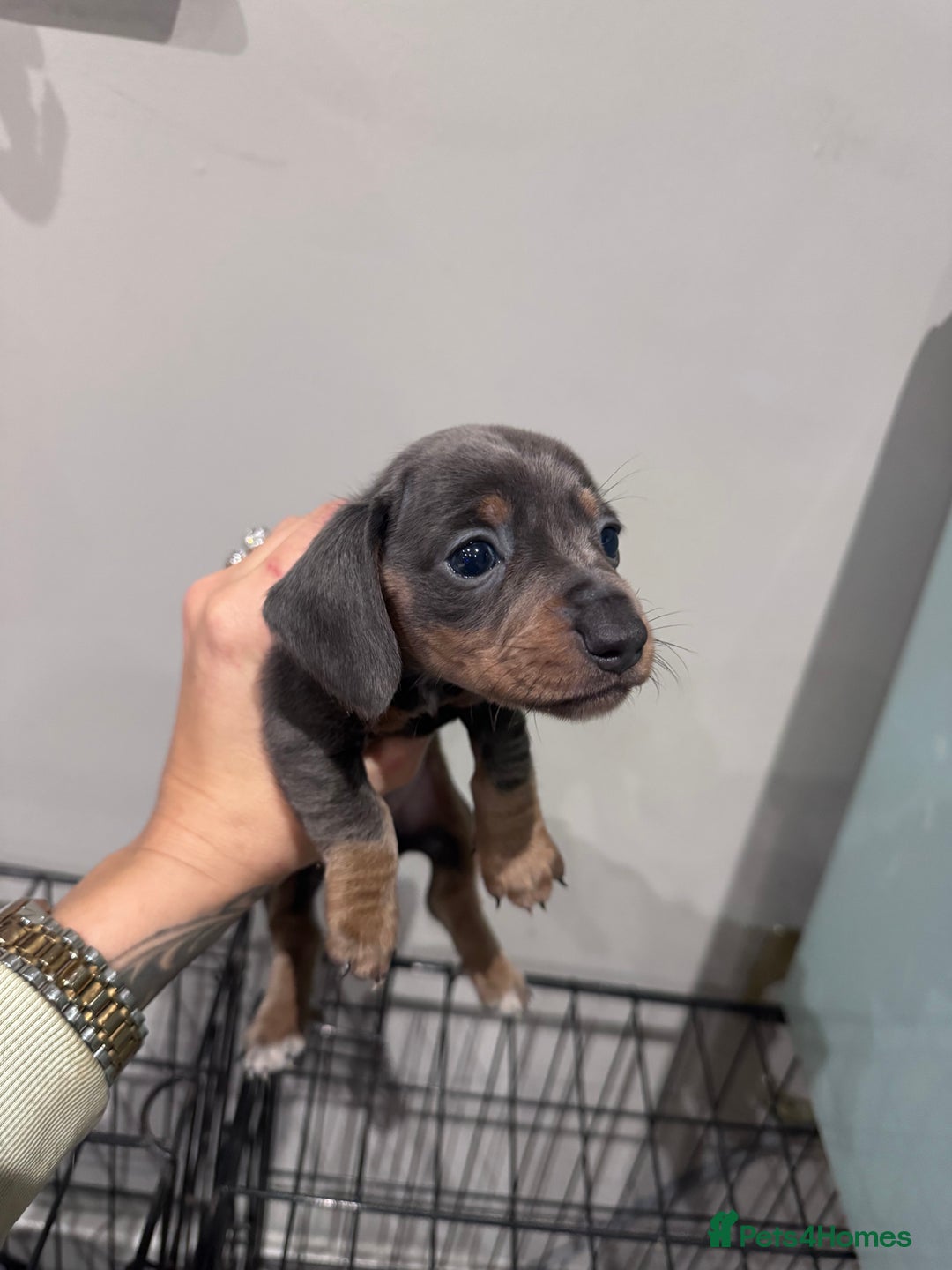 Miniature Dachshund dogs for sale: Stunning miniature sausage pups  - Advert 9