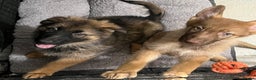 German Shepherd dogs for sale: LAST GIRL GSD READY TO GO - Advert 2