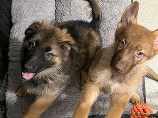 German Shepherd dogs GSD READY TO GO NOW - Advert 6