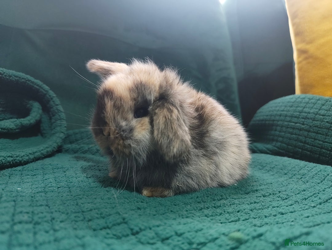 Mini Lop rabbits for sale: Beautiful Harlequin & Tri mini lop does   - Advert 2