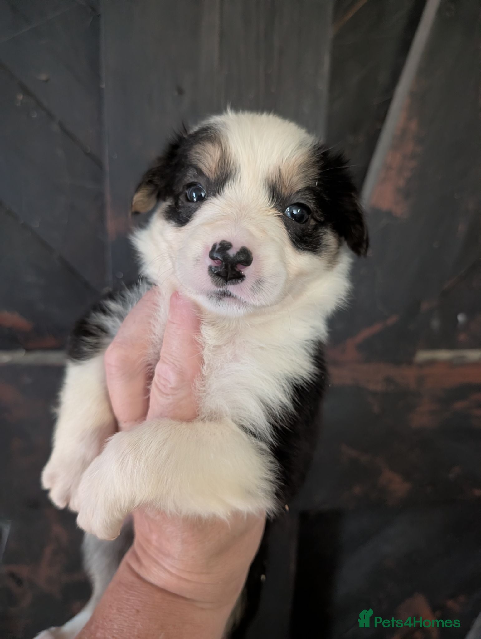 Border Collie dogs Border collie bitch pup - Advert 1