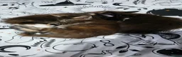 Maine Coon cats for sale: Maine Coon kittens for sale £1000 - Advert 6