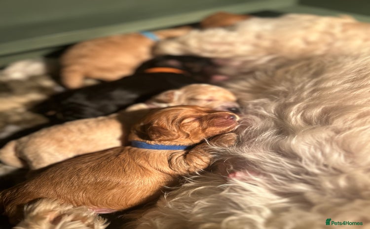 Cavapoo dogs - Advert 8