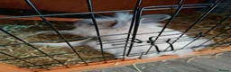 Lionhead rabbits for sale: 2 rabbits for sale  in Hull - Advert 2