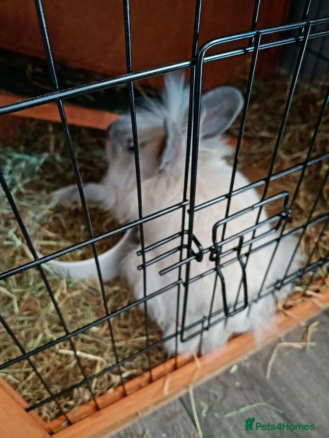Lionhead rabbits for sale: 2 rabbits for sale  in Hull - Advert 2