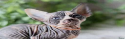 Sphynx cats for sale: Beautiful Pedigree Sphynx Kittens  - Advert 22