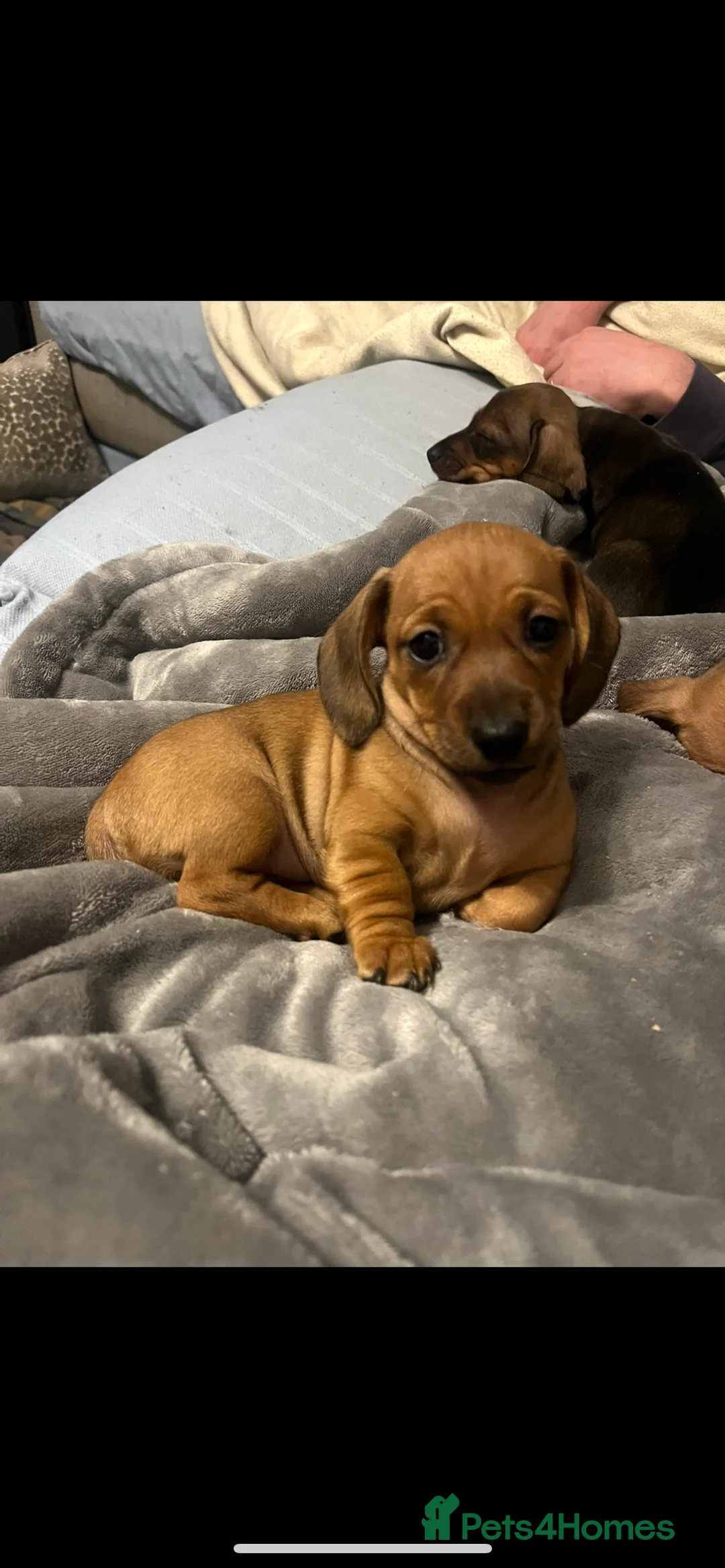 Dachshund dogs for sale: Red dachshund puppies  - Advert 16