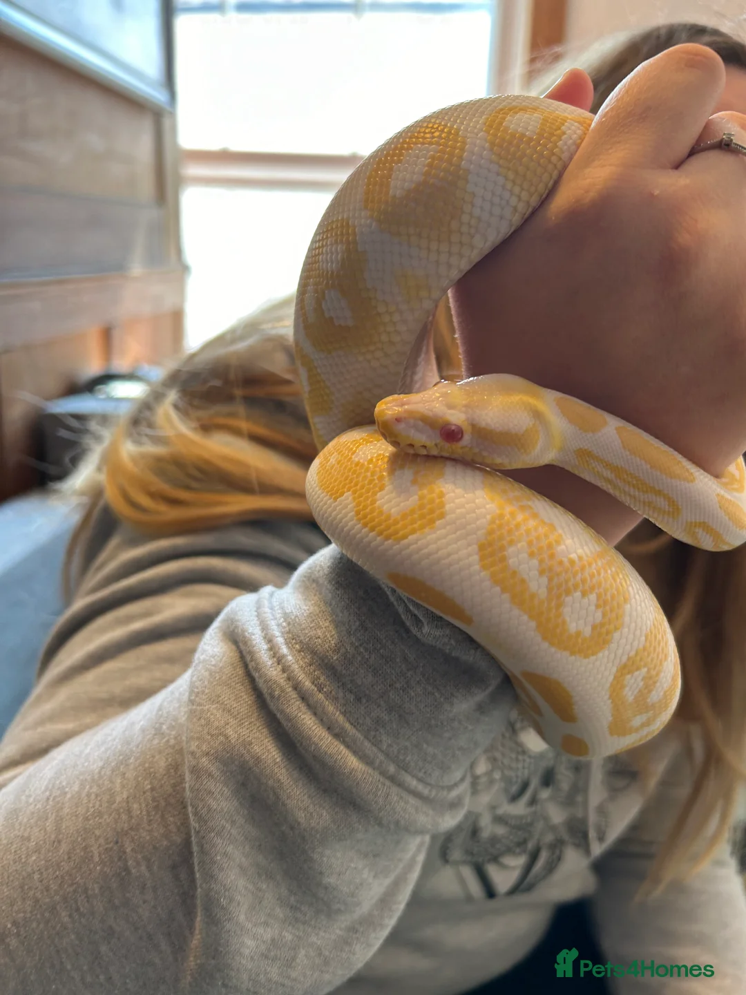 Python Snake reptiles for sale: Snake for sale - Advert 4