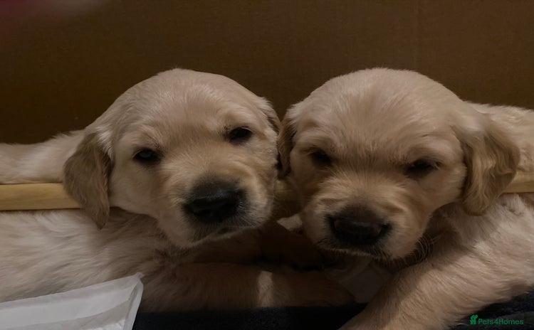 Golden Retriever dogs - Advert 3