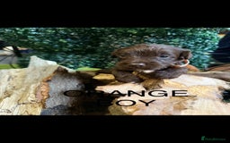 Cockapoo dogs for sale: F1 Cockapoo ( health tested parents) - Image 8